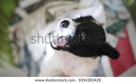 The closed up little black and white puppy face. The puppy is in the basket and looking in the camera. It has black big eyes and black nose. The picture concepts are pet, animal, hobbies, holiday.