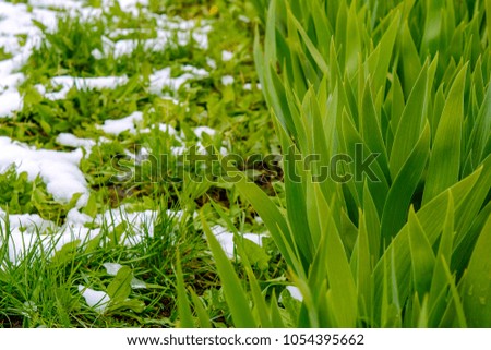 Photo of beautiful green grass and flower leaves after falling snow in spring