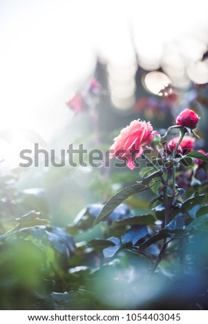 Red garden roses. Flowers in green grass outdoor. Nature view