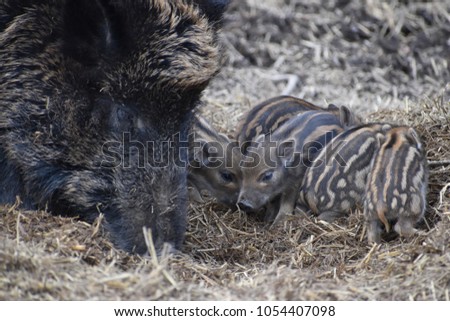 Closeup of a brown wild boar mom with her newbies in a forest in Germany