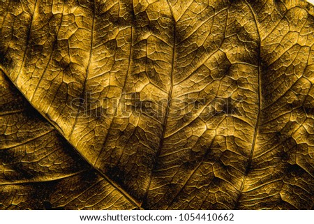 Close Up Patterns on gold leaf from Bodhi tree Isolated, planted in Thai temples. (also known as bo leave). concept of luxury to decorate. Gold-plated leaves deluxe natural design.