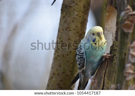 Closeup of a small light blue budgie sitting on a tree branch