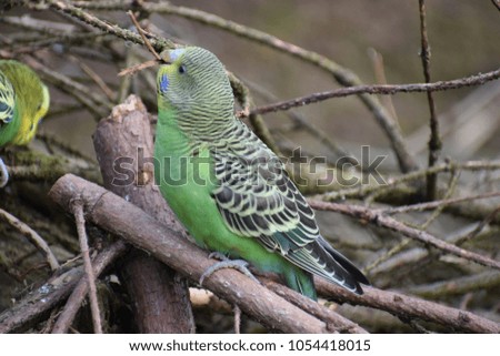 Closeup of a small green budgie sitting on tree branches