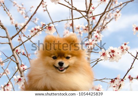 Spitz, portrait of a beautiful dog against a blossoming almond tree
