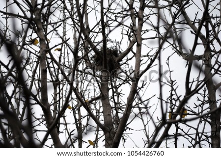 Abandoned nest on thorn branches without leaves, horizontal