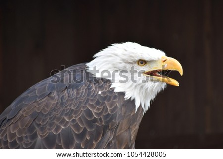 Wonderful majestic portrait of an american bald eagle