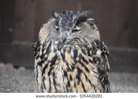 Portrait of a wonderful brown majestic Eurasian Eagle Owl