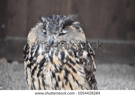 Portrait of a wonderful brown majestic Eurasian Eagle Owl