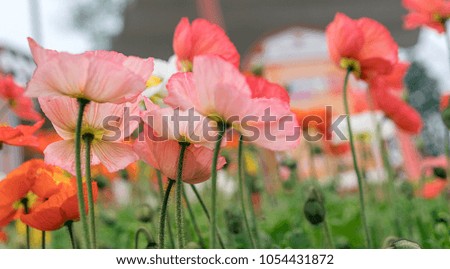 Colourful poppy blooming in the spring