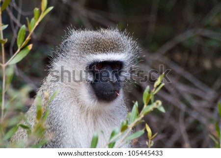 Vervet monkey (Chlorocebus pygerythrus) at a Nature Reserve in South Africa