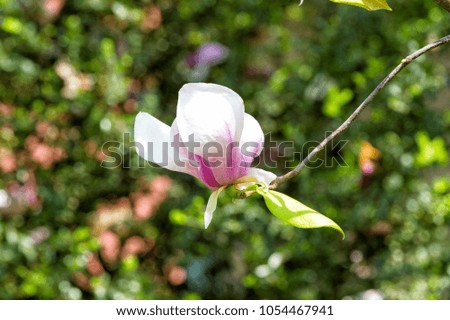Magnolia flower blossoming on twig on green bokeh background. Spring season concept. Bloom, blossom, flowering. Tenderness, fragrance, freshness. Nature, beauty, environment