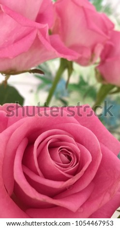Beautiful roses. Fresh and beautiful roses flower bouquet close-up photo. Perfect to set as wallpaper or background.