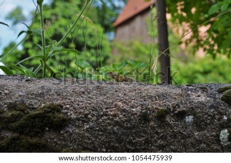 small salamander sitting on a stone