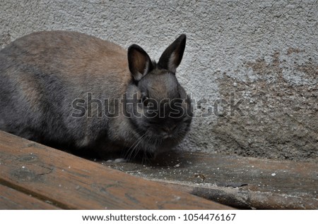 small brown rabbit sits on wood