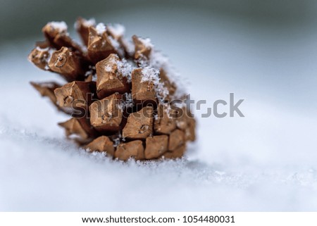 close up pine cone on snow. winter landscape.