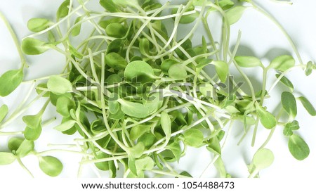 Green sunflower sprout on white background  