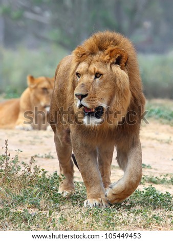 Close Up picture of a male lion on the grass