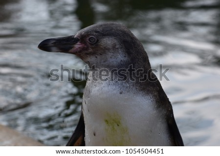 A little penguin is standing on the shore of a lake