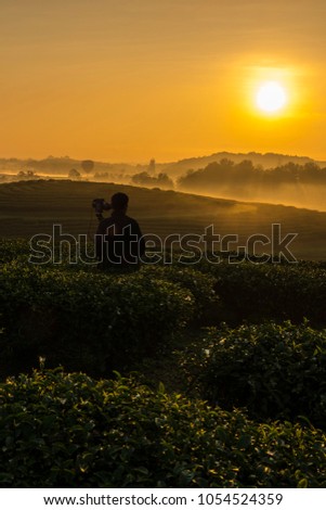 Traveler man take a photograph tea plantation in Chiang Rai Thailand.And Asian tourists Taking pictures of him In the beautiful landscape of the tea farm in the morning with the blue sky and sunlight