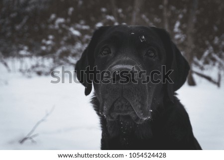 dog labrador winter