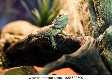 Picture of green lizard in terrarium