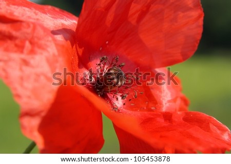 Detail of red poppy