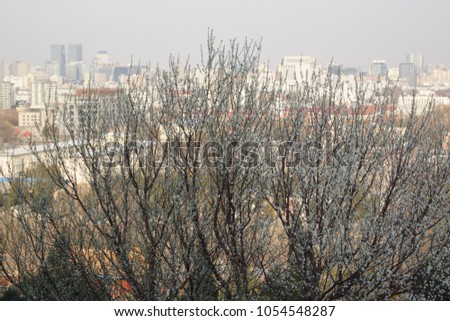 Flowering spring tree against the backdrop of Beijing