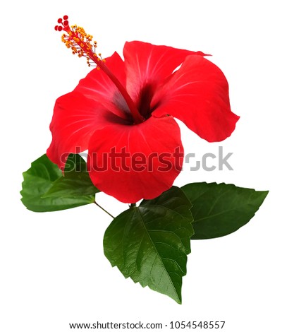 Red hibiscus flower isolated on white background,with clipping path.summer blossom