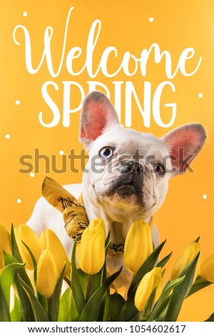 french bulldog dog and beautiful yellow tulips with WELCOME SPRING sign