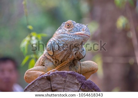 Iguana is on a timber.