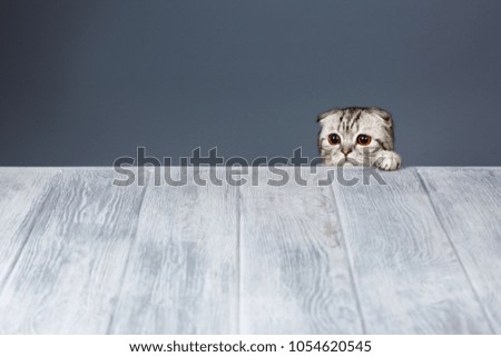 cat looking over gray wooden background, tabby cat, scottish fold