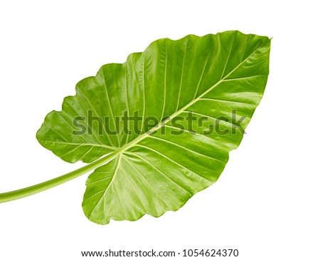 Alocasia odora foliage (Night-scented lily or Giant upright elephant ear), Exotic tropical leaf, isolated on white background with clipping path