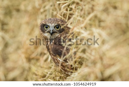 Boobook Owl, a native bird of Australia perched inside straw bales on a farm .  This brown owl has large yellow eyes and is peeping from inside the straw and facing forwards. Landscape
