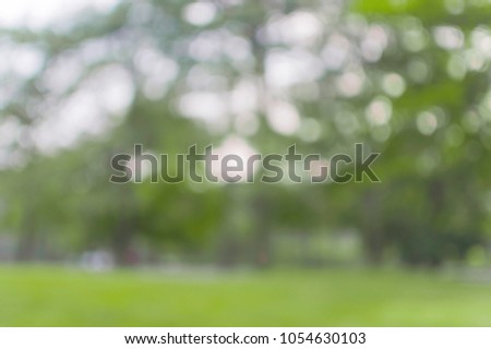 Blurred green tree nature bokeh sun light abstract on white background