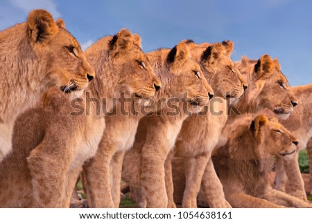 Lions group in wild nature. Animals in Africa Safari