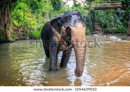 elephant crosses the river among the rainforest
