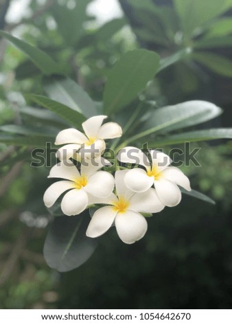 Plumeria flowers, beautiful flowers and green leaves in the garden