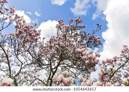 Blooming pink magnolia flowers on sky background
