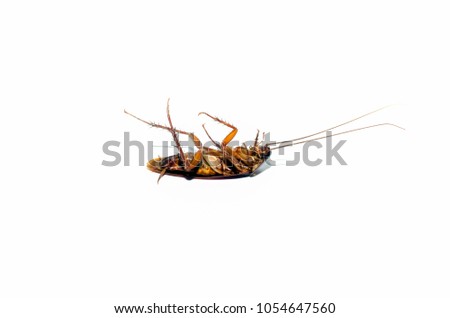 Dead cockroach on isolate white background