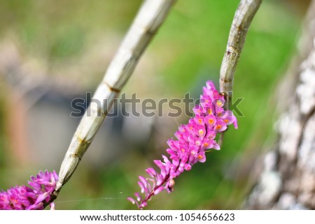 Toothbrush orchid ( Scientific name:  Dendrobium secundum)