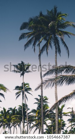 Perfect palm tree phone wallpaper