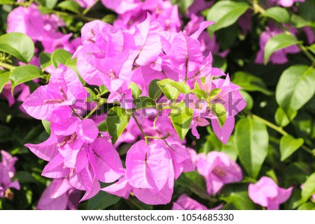 The bougainvillea are blooming in clear air or flowers as a background