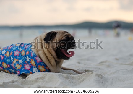 Adorable pug dog in Hawaii shirt lay on the beach.