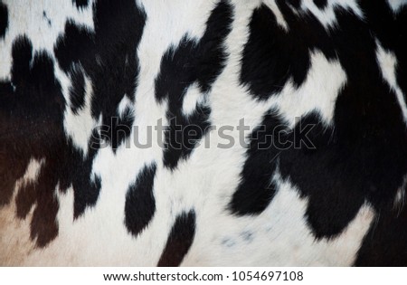 A natural texture of the cow's skin
