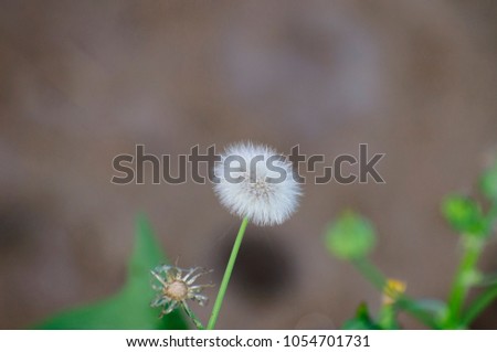 A milky white dandelion flower in the field