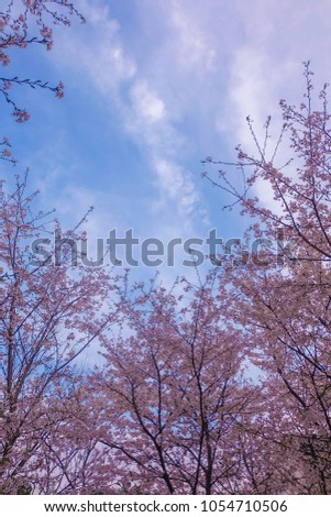 cherry blossom sakura in the blue sky