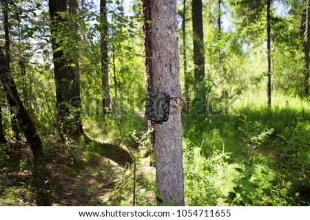 Foresters install camera-photo traps with infrared radiation and a motion detector, attached by straps on a tree for automatic photography or video shooting of wildlife in the forest.