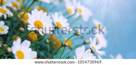 White daisies flowers in bright sun light.