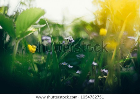 bright multi-colored spring wild flowers in the sun light