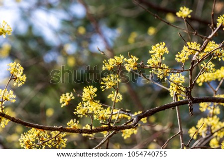 Spring Flowers : Sansuyu flowers, knwon as Japanese cornlian cherry
